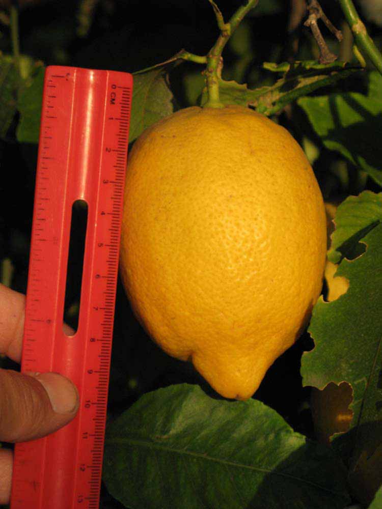            Fruit (Riverside, CA)   